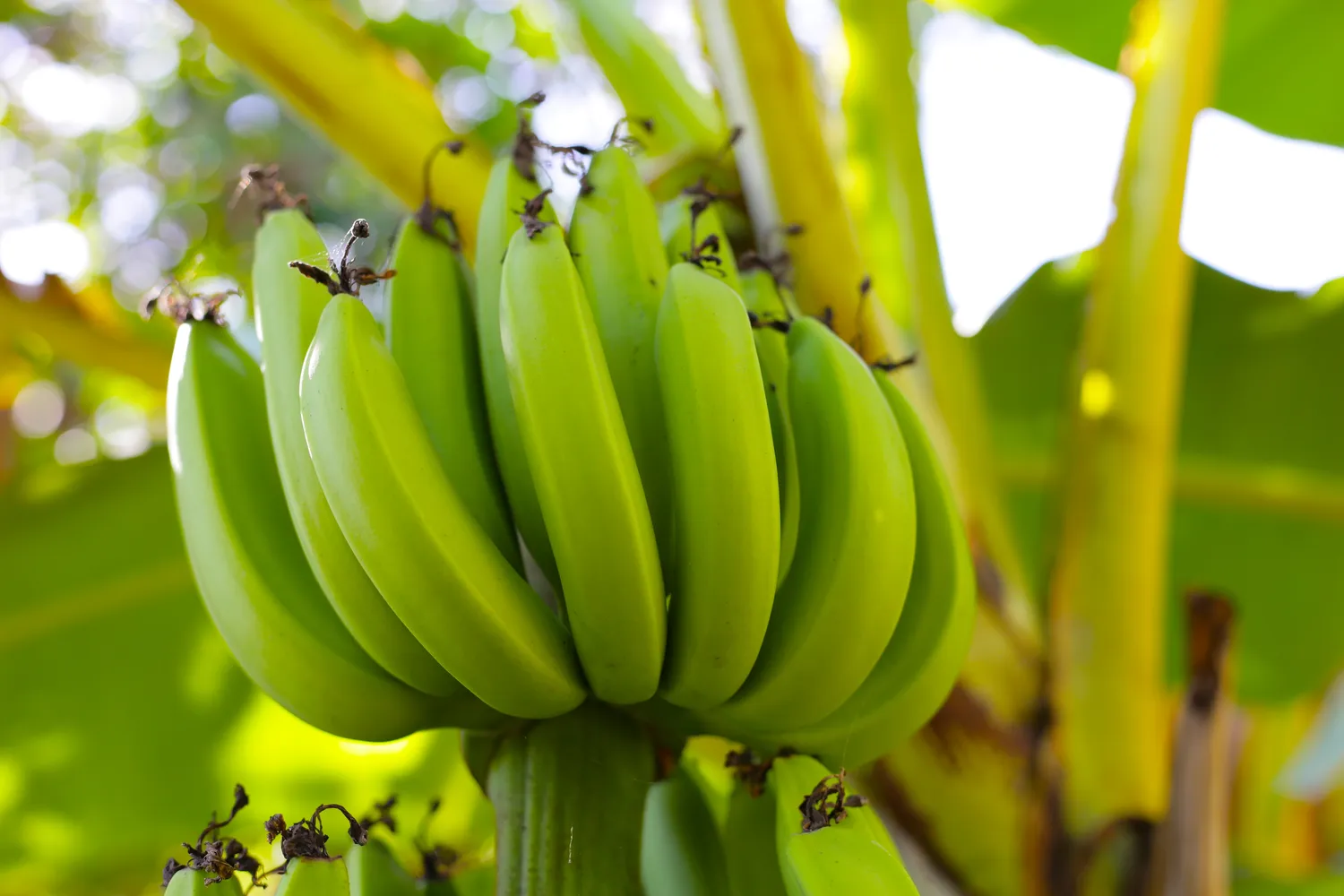 Žali bananai
