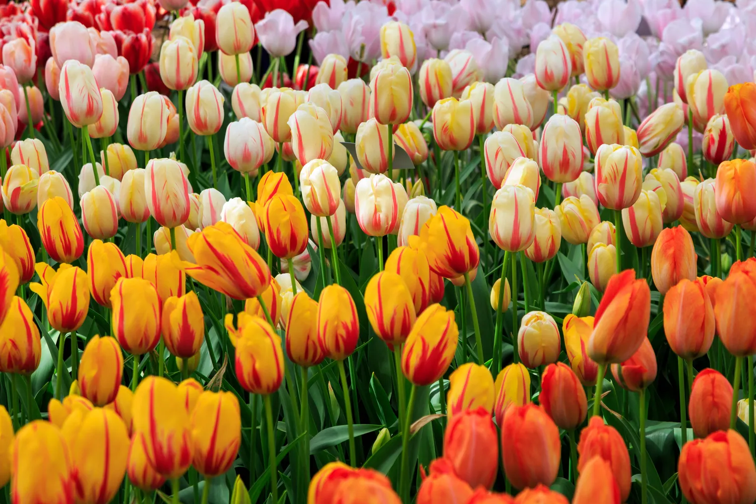 Išvenkite klaidų, kurios neleis džiaugtis gausiais tulpių žiedais