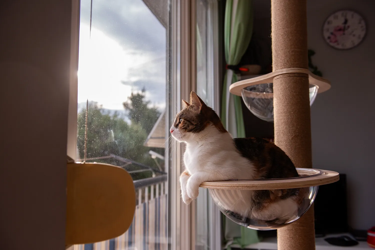 Kaip katė pasako „aš tavimi pasitikiu“?