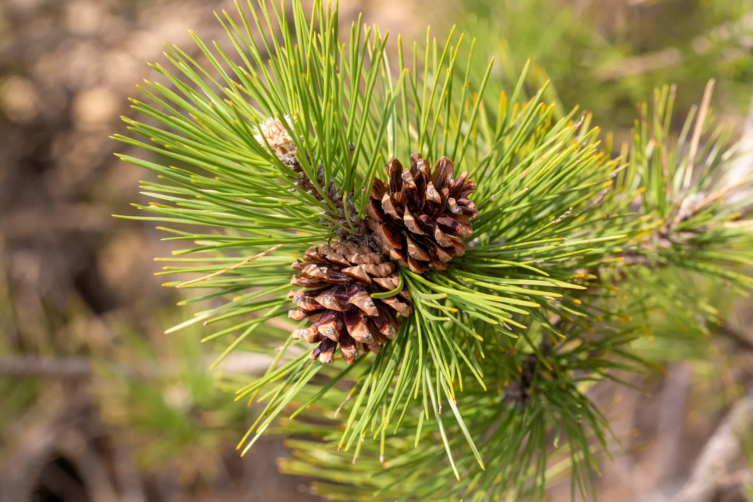 Pušies kankorėžis