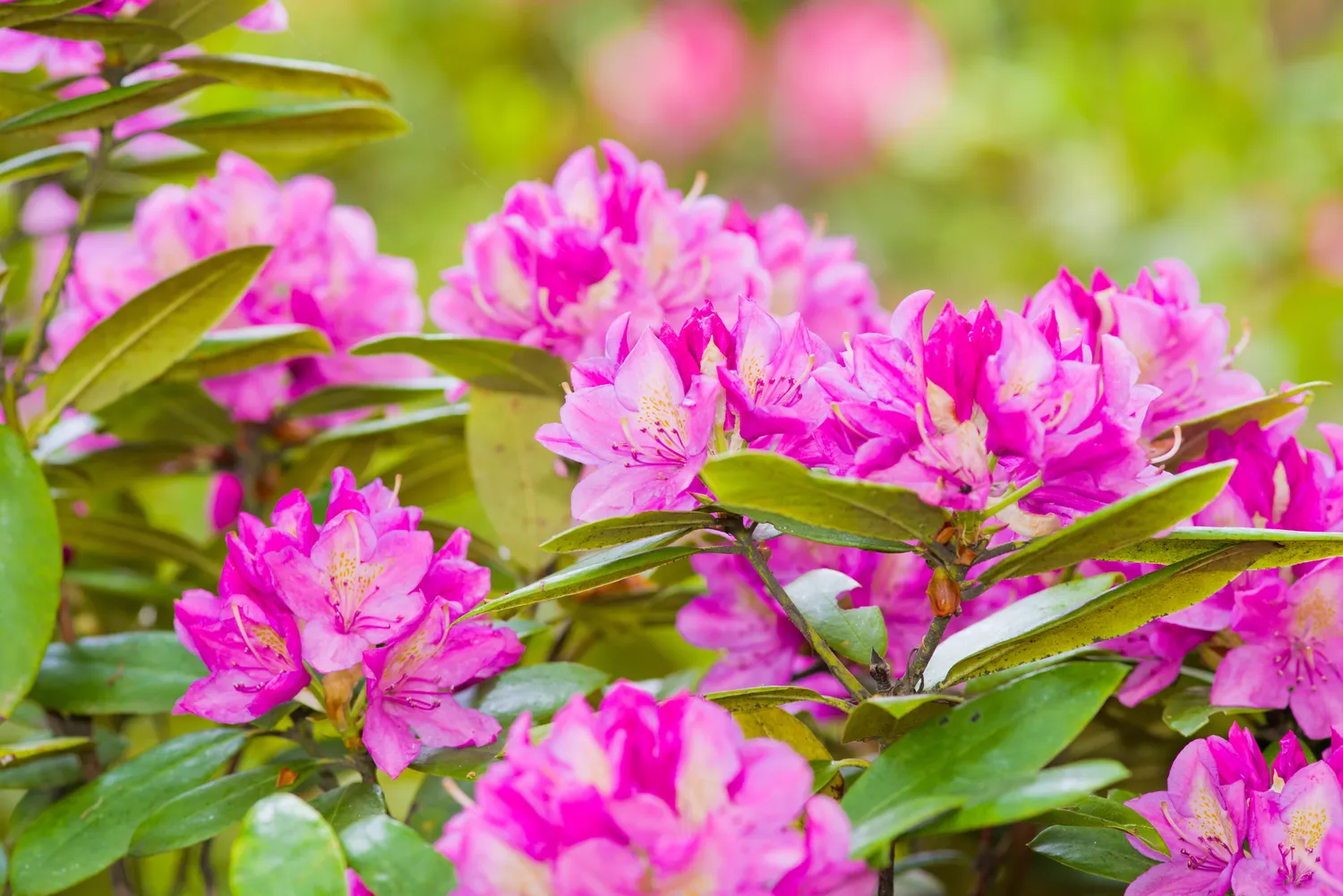 Rododendrai nemėgsta sausros