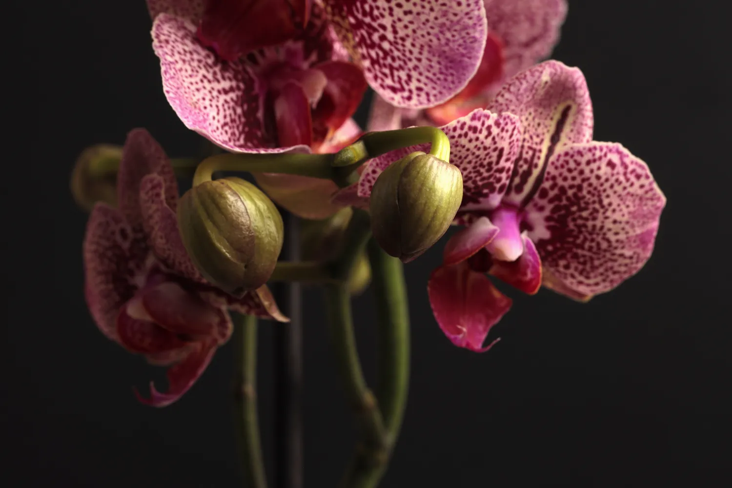 Jūsų orchidėjos žiedai prasiskleis per kelias savaites