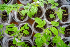 Daigų auginimas ant palangės