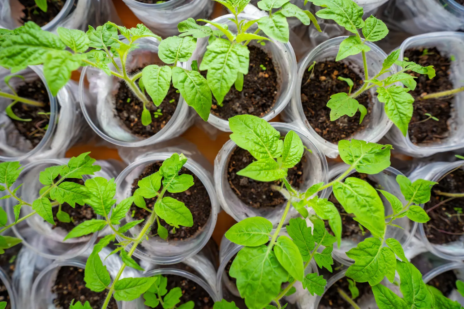 Daigų auginimas ant palangės