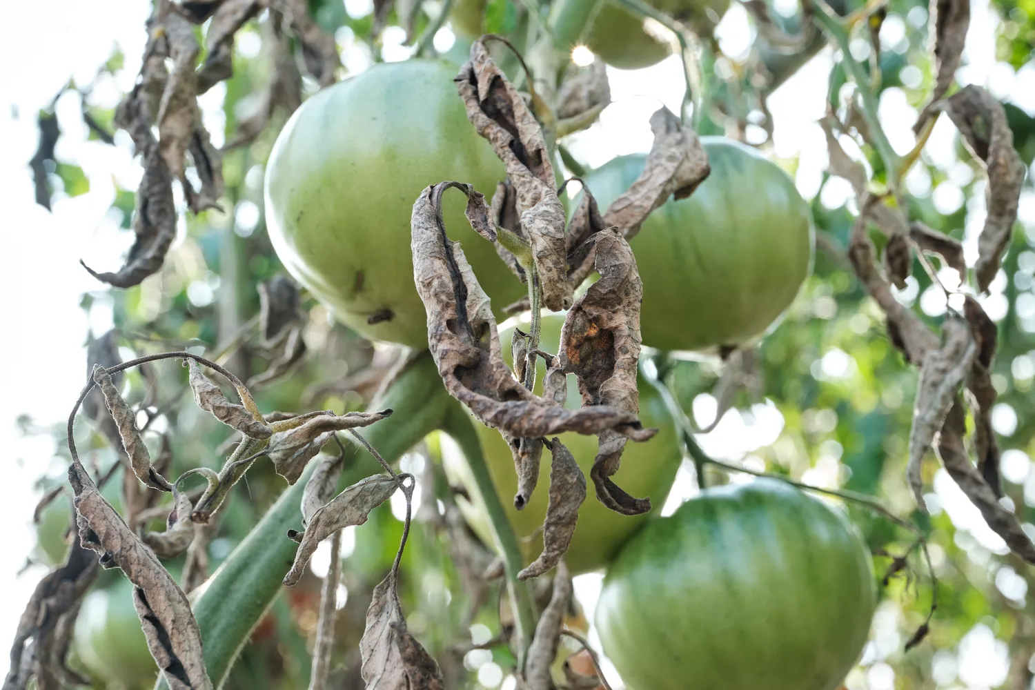 Augalai, kuriems trūksta jodo, tampa lengviau pažeidžiami įvairių ligų