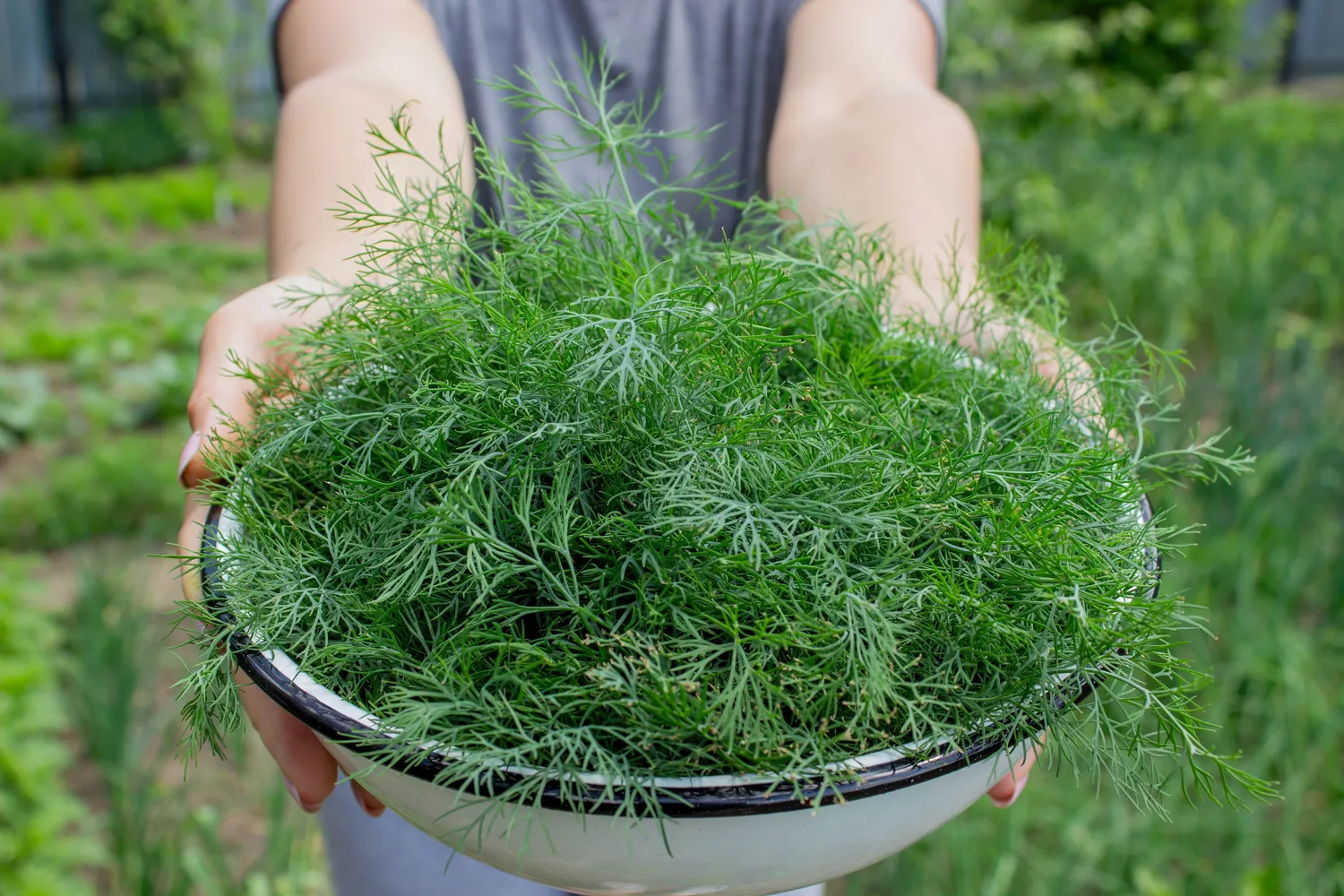 Krapai nereikalauja gausaus tręšimo, tačiau svarbu nepersistengti