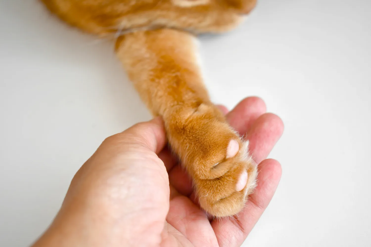 Katės letena ir jūsų ranka