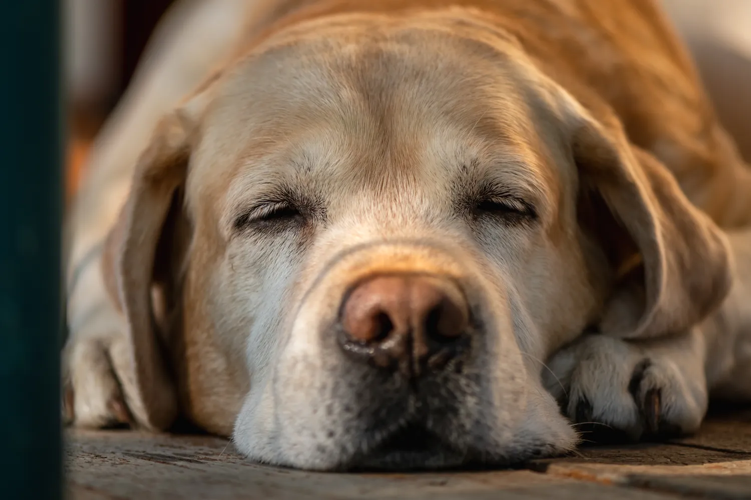 Šunų senėjimo požymiai