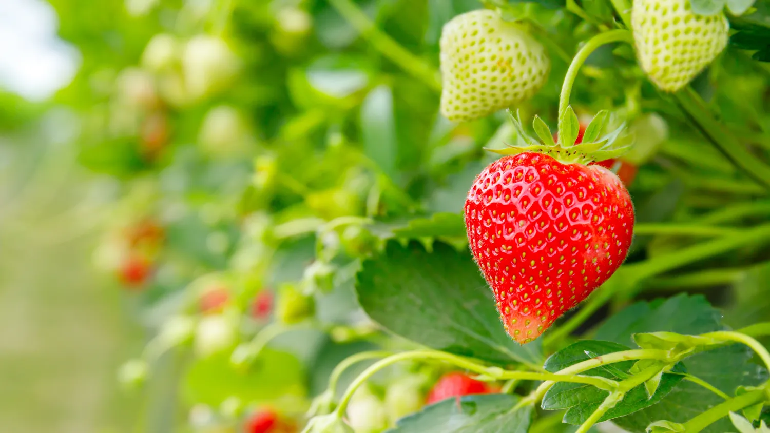 Specialistai rekomenduoja braškes persodinti kas trejus metus