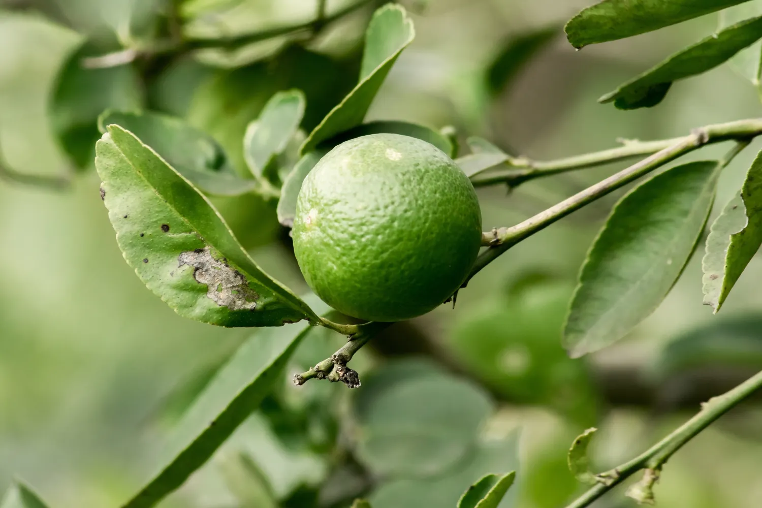 Laimo žievelės nauda