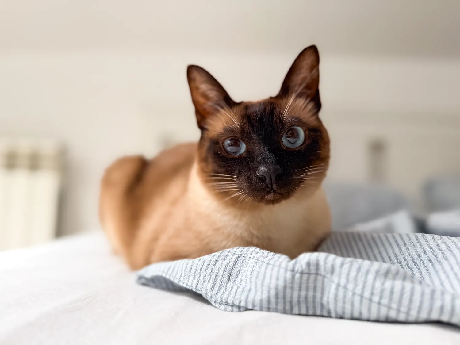 Mūsų ir kačių santykiai