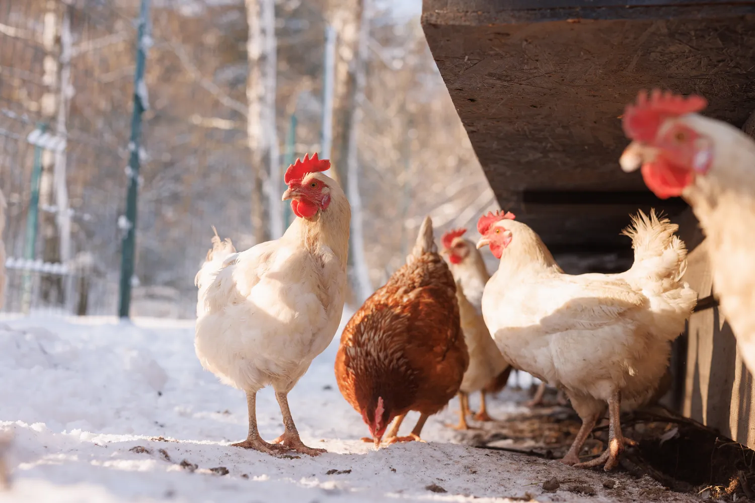 Vištos dedančios kiaušinius