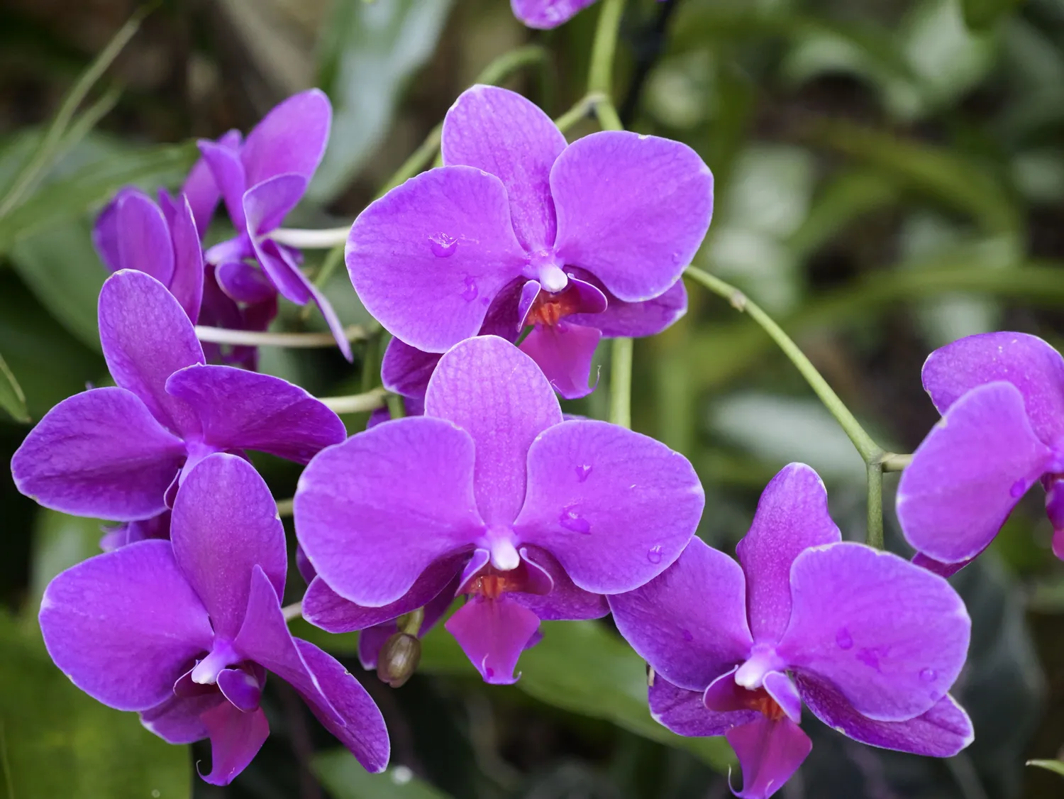 Orchidėjų žydėjimą lemia įvairūs veiksniai