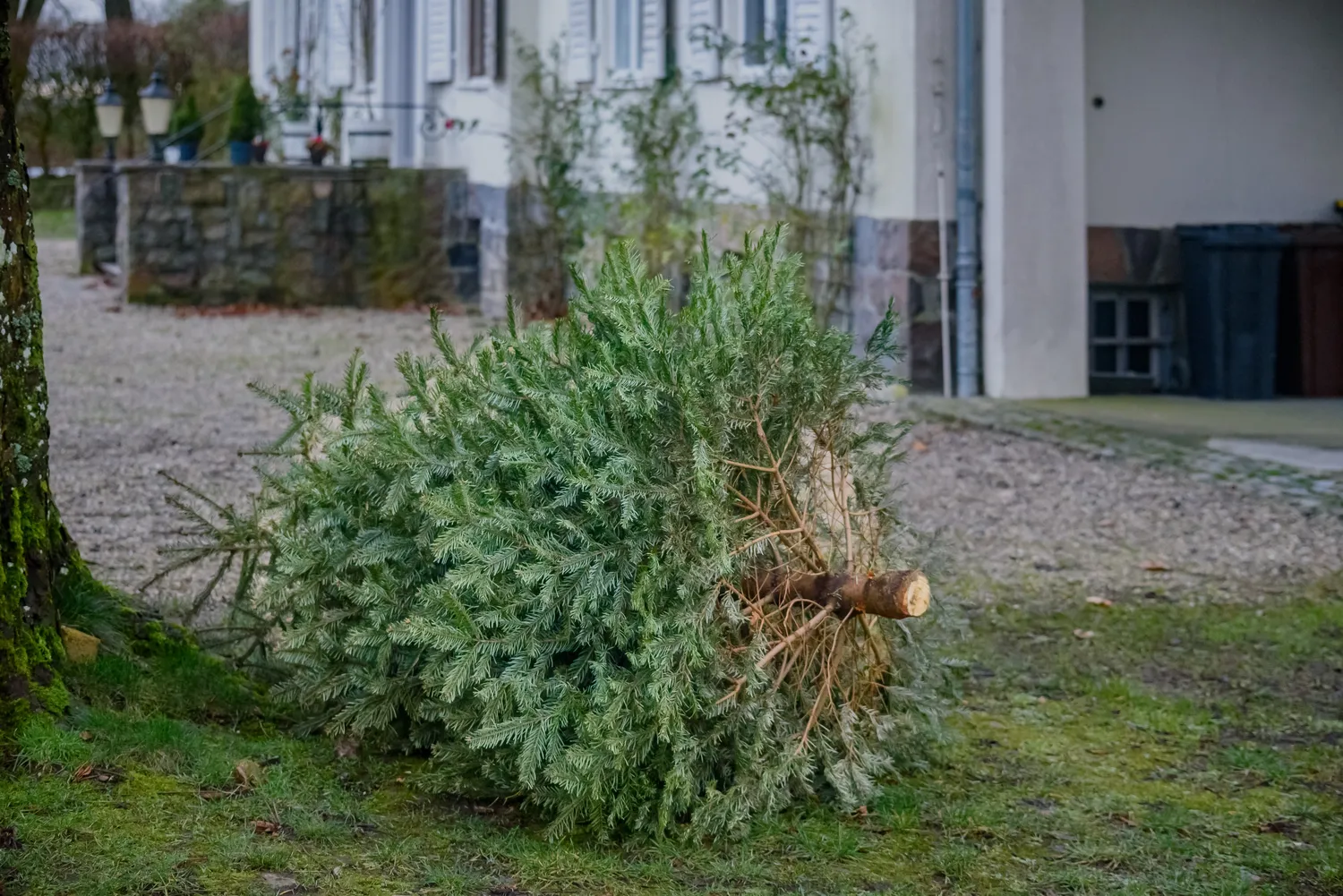 Kaip teisingai atsisveikinti su Kalėdų eglute