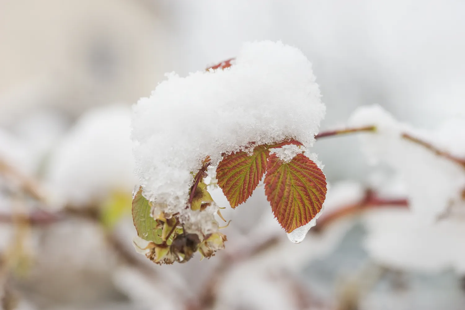 Lenkų sinoptikų žemėlapiai raudonuoja iš įtampos