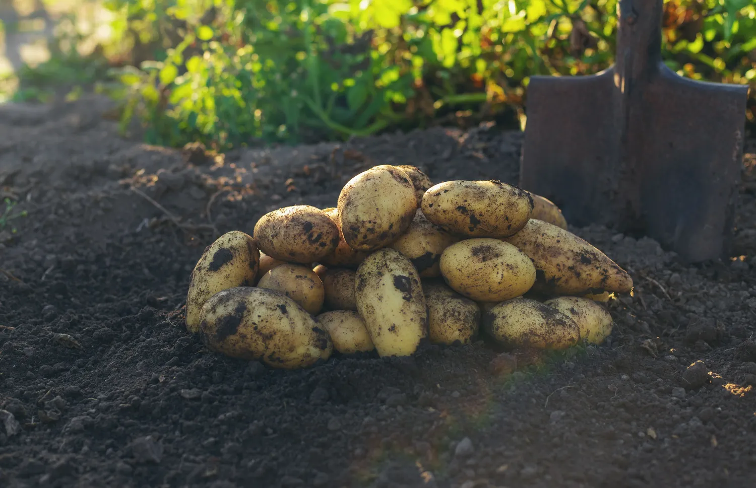 Pažaliavusios bulvės