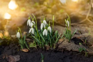Kada gi pagaliau pavasaris?