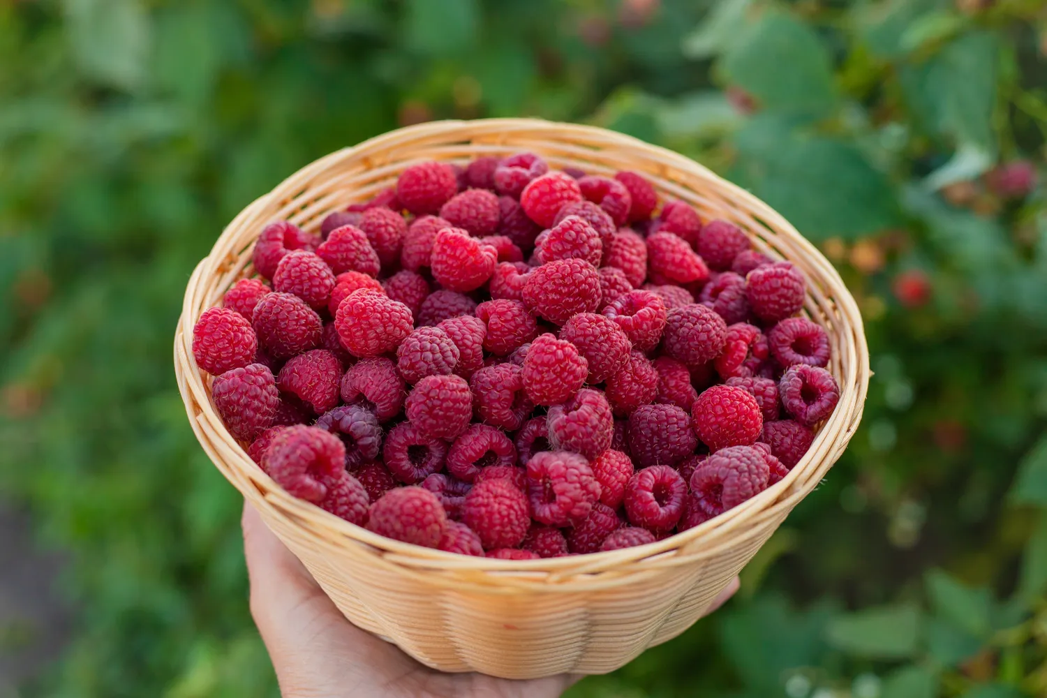 Aviečių mulčiavimas leidžia sulaukti gero ir gausaus derliaus