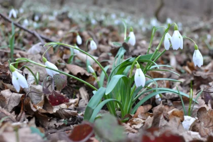 Shutterstock 2722431595