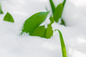 Pirmieji pavasario ženklai