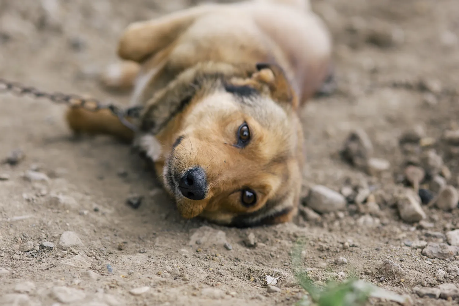 Šuo pririštas prie būdos / Shutterstock