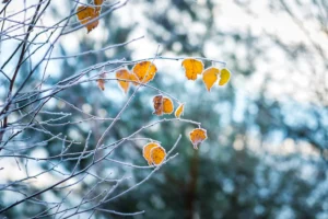 Ką nuveikti sode lapkritį