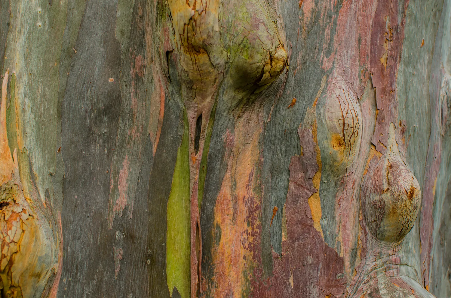 Eucalyptus deglupta